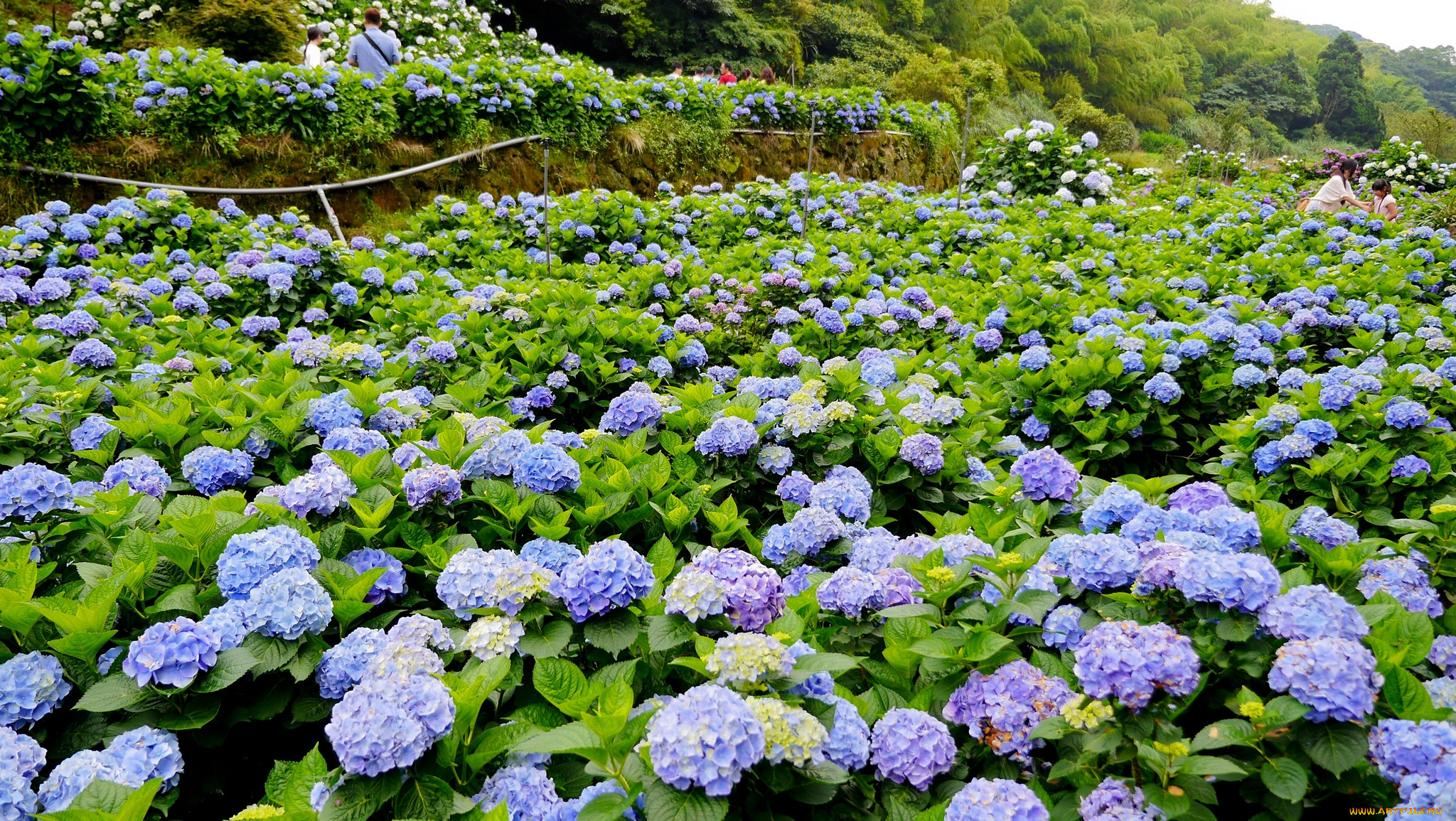 , , , , nature, landscape, flowers, hydrangea